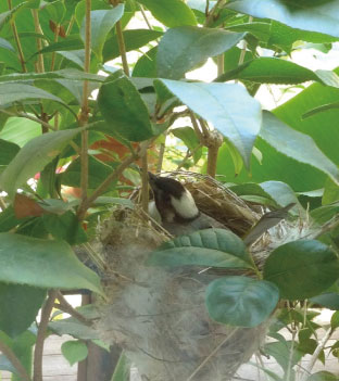 小桂樹上的新房客－喜鵲